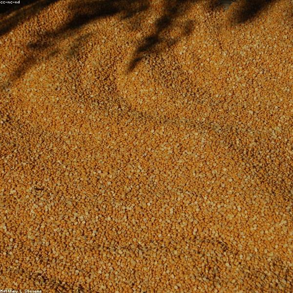 Pulses & Grains Display